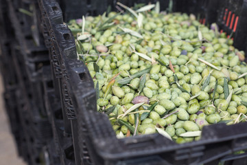 Ripe green olives collected in box
