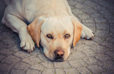 Dog on the floor, yellow labrador, thoughtful and dreaming. Dog sadness, focus on eyes. A tired...