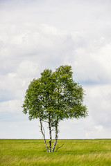 Fototapeta na wymiar Einzelner Baum steht alleine in der Landschaft in der Eifel im Hohen Venn bei Belgien und Deutschland im Naturschutzgebiet