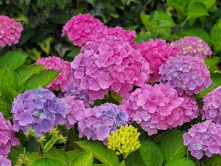 Hydrangea