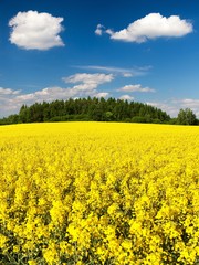 Obraz premium Field of rapeseed, canola or colza