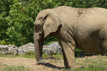 Eléphant se balandant dans l'herbe