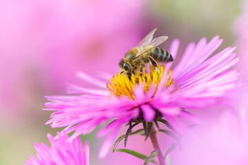 Bee picking pollen on Michaelmas daisy. Beauty natural background. 