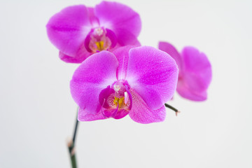 Grußkarte mit Orchideen in Pink