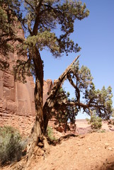 arbre dans le désert usa