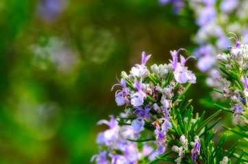 detail of rosemary