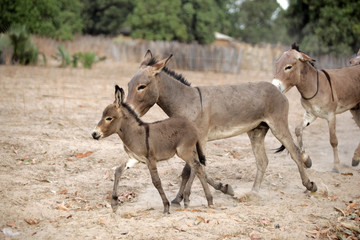 Obraz na płótnie Canvas donkey family running in Africa