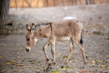 baby donkey in Africa