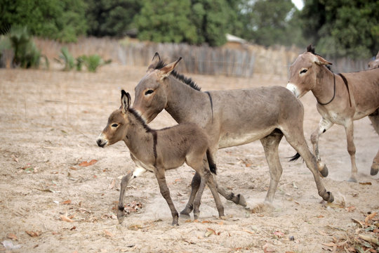 donkey family running in Africa