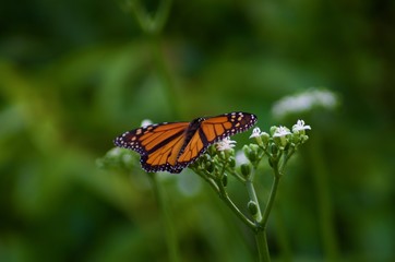 Botanical Butterfly