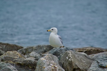 Northern Seagull 