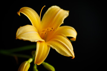 beautiful blooming lily