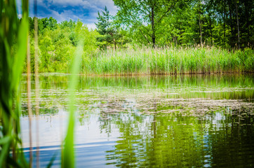 pond with cat tails 