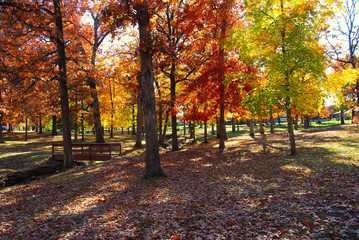 Fototapeta premium Fall in the Park