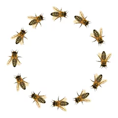 Fotobehang group of bee or honeybee in the circle © Daniel Prudek