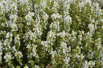 Salvia - ornamental plant with white flowers
