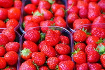Baskets of juicy sweet red Mara des Bois strawberries at the farmers market