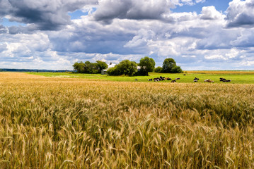 Lato na Podlasiu © podlaski49