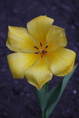 Blume, Flower, yellow