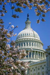 US Capital dome with cherry blossoms