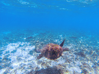 Green sea turtle underwater photo. Sea turtle in blue water. Marine tortoise swims in shallow...