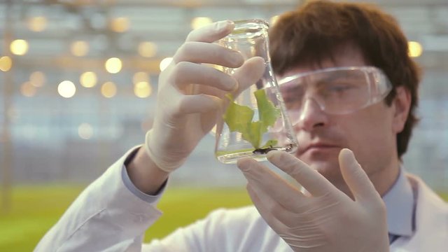Lab technician examines green leaf in flask standing greenhouse on hydroponics. He holds transparent glass container in which is folio of verdant plant and carefully consider him, twisting in hands