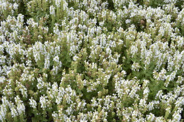 Salvia - ornamental plant with white flowers