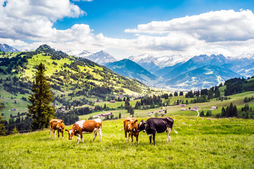 Fototapeta na wymiar Kühe im Simmental, Berner Oberland, Schweiz