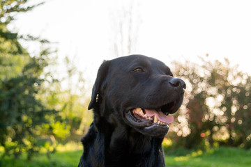 Black labrador