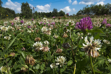Meadow overgrown with young grass mostly white clover