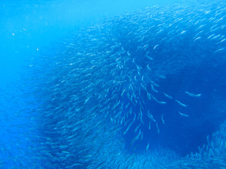 Naklejka na ściany i meble Sardines colony in blue ocean water. Massive fish school undersea photo.