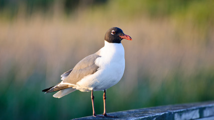 Sea gull watching for food opportunities while sitting on a pier post located in the outer banks of North Carolina