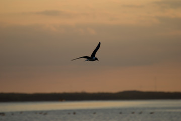 Fototapeta na wymiar The Little Gull Larus minutus in flight on sunset natural background