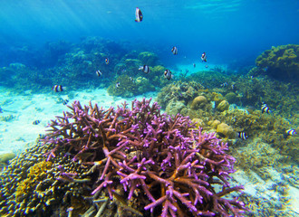 Fototapeta na wymiar Underwater landscape with pink coral and tropical fish. Coral undersea photo.