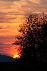 Obraz premium Silhouetten von Bäumen mit Sonnenuntergang im Hintergrund