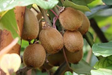 Ripe kiwi fruits in the garden
