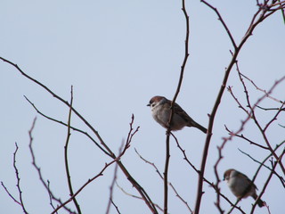 Obraz premium sparrow in winter