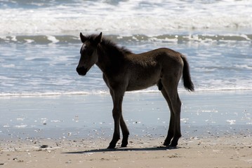 Wild horses walking along the beach in Corolla, North Carolina