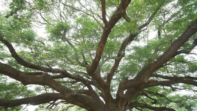 panning shot Video of big branch of Giant Monky Pod Tree in Kanchanaburi, Thailand