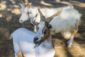 Due esemplari di capre durante la fase del riposo in una bella e calda giornata. Questo genere di animali sono estremamente intelligenti e diffidenti. Le corna del maschio sono lunghissime e robuste.