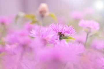 Pink garden cornflowers on a gentle background. Soft focus.