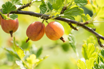 Gooseberries on a branche closeup