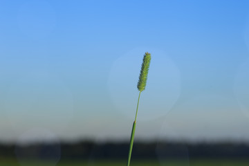 The spike of meadow grass growing out alone at night.
