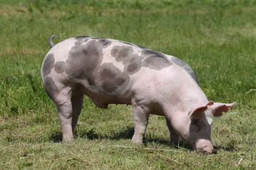 Duroc breed piglet posing at animal farm on pasture