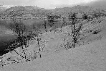 View of Lobergsbukta bay-W.side Gullesfjorden near Gullesfjordbotn-end. Central Hinnoya island-Norway.0073