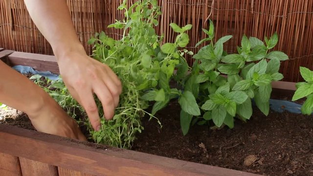 planting thyme part 2