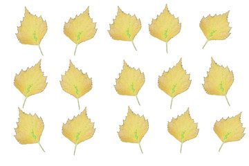 Frame of yellow leaves. Autumn