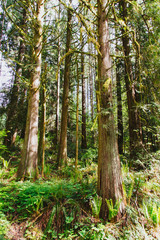 Obraz premium Light in the Trees