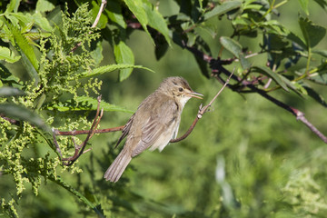 Blyth's reed warbler sitting on branch of tree. Cute little songbird. Bird in wildlife.