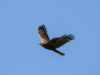 Marsh harrier female flying in sky. Beautiful mighty brown hawk. Bird in wildlife.